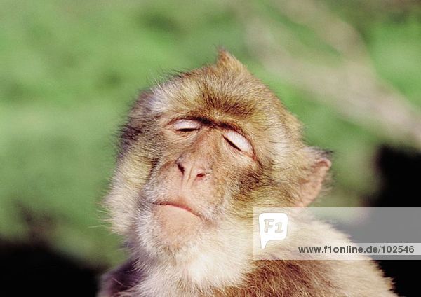 Monkey With Eyes Closed Royalty Free Image F1online Stock Photo