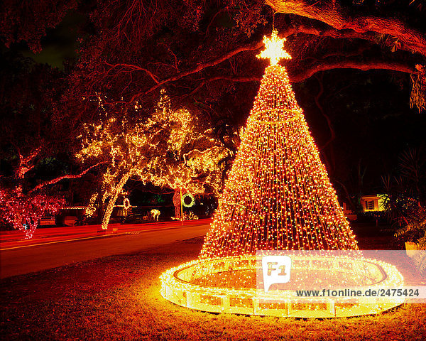 Usa, florida, miami. bäume mit weihnachtsbeleuchtung ...