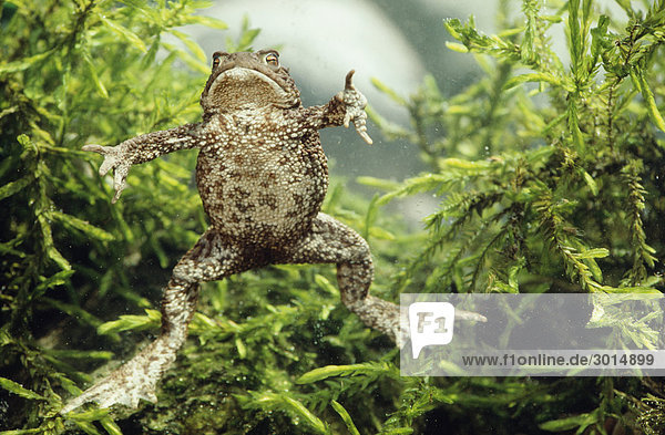 Frosch springt in Wasser Nahaufnahme Lizenzpflichtiges Bild