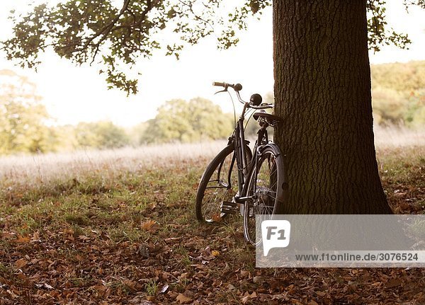 Ein Fahrrad im Herbst Zeit an einem Baum gelehnt