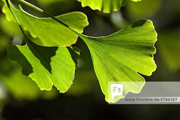 GinkgoBaum Ginkgo Mädchenhaarbaum Fächerblattbaum Blätter