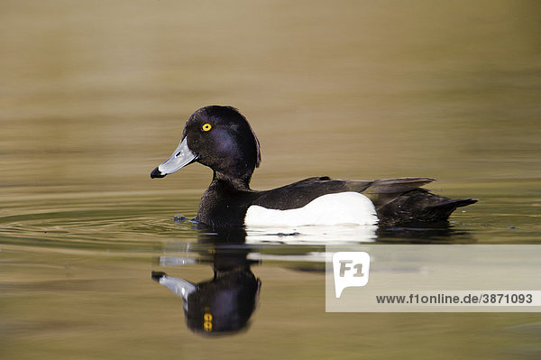 Anatidae, Anseriformes, außen, Aves, Aythya, bei, Ente, Entenvögel ...