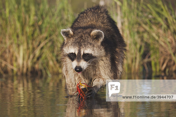 Alttier im Wasser frisst Krebse, Corpus Christi, Langusten (Astacidae