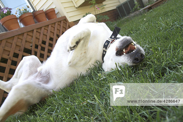 Ein Hund hübsch Rollen auf dem Rücken im Gras Lizenzpflichtiges Bild