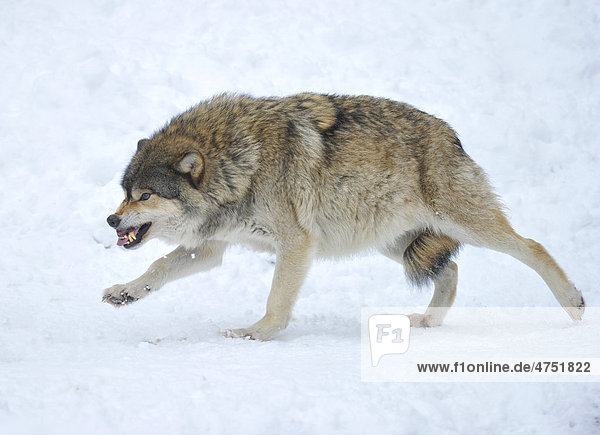 Wolf ZГ¤hne Fletschen Wolf ZГ¤hne Fletschen