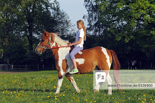 Junges Mädchen reitet auf Pferd Pferderasse Lewitzer Pony Lewitzer