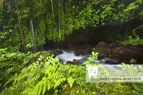 Gitgit Indonesien Asien Bali Urwald Dschungel Regen Wald Natur Bach