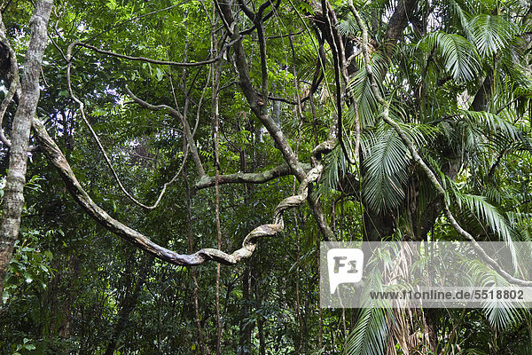 Lianen Im Regenwald Daintree Nationalpark N Rdliches Queensland