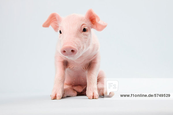 Süße Ferkel, Studioaufnahme Lizenzfreies Bild Bildagentur