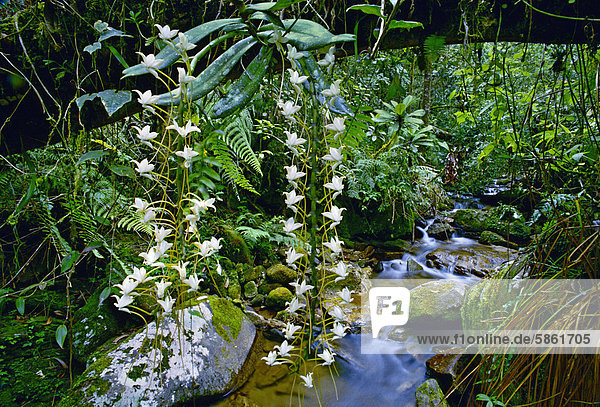 Orchideen im Regenwald, Angraecum SP., Ranomafana Nationalpark