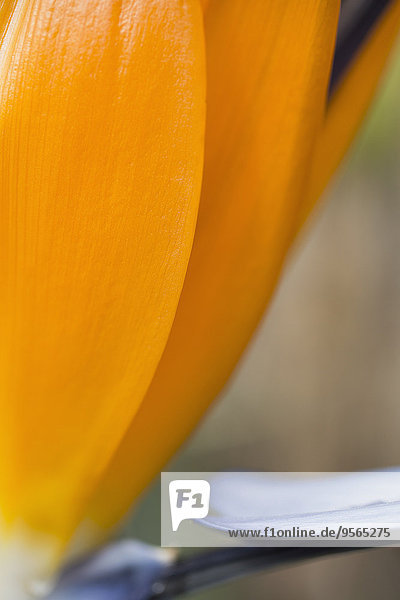 Detail,Details,Ausschnitt,Ausschnitte,Blume,Blütenblatt