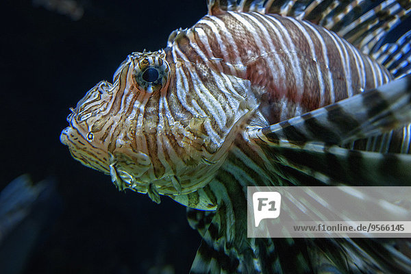 Rotfeuerfisch,Pterois volitans,schwarz,Hintergrund,Close-up,close-ups,close up,close ups