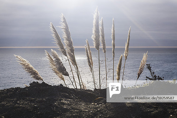 Wachstum,Meer,Gras