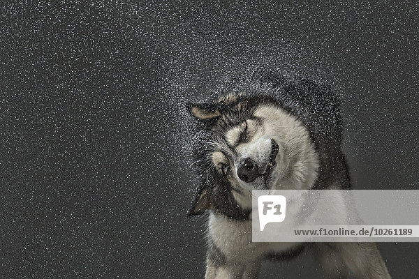 Wasser,grau,über,Hintergrund,Husky,schütteln