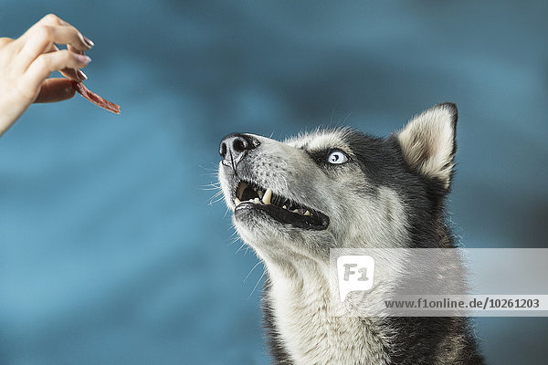Farbaufnahme,Farbe,Frau,über,Hintergrund,Close-up,Husky,füttern