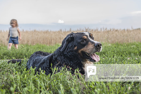 Entspannung,Hintergrund,Feld,Mädchen,Collie,Grenze