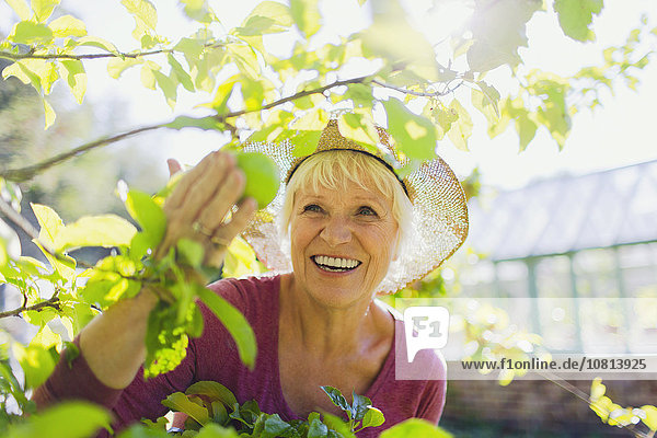 Senior,Senioren,Frau,lächeln,Baum,Garten,Sonnenlicht,Apfel,aufheben