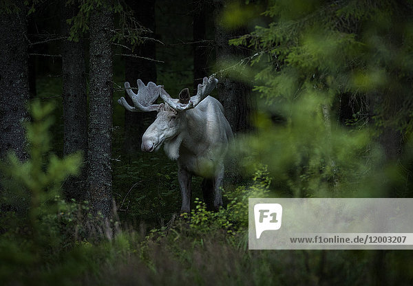 Alces alces,Ansicht,Artiodactyla,Außenaufnahme,Baum,Botanik