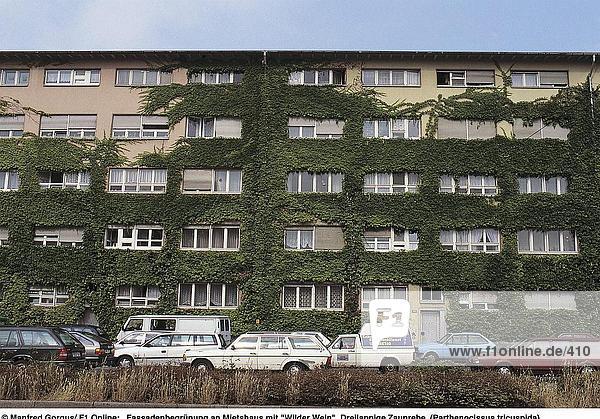 Efeu Hedera helix bedecken Auto frontal parken Apartment Deutschland Hessen