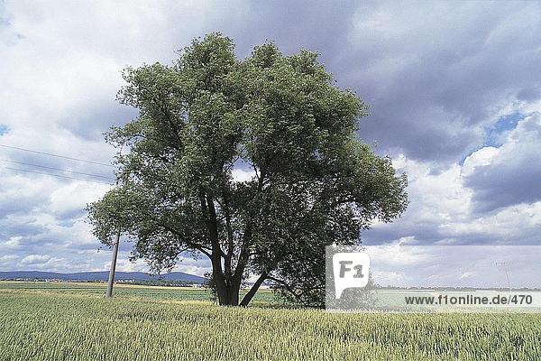 Weiße Weide (Salix Alba) Baum in Maisfeld  Deutschland