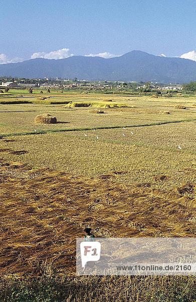 Erhöhte Ansicht der Frau in Reisfelder  Kathmandu  Nepal