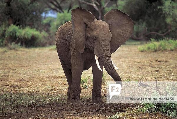 Afrikanischen Elefanten (Loxodonta Africana) im Wald  Amboseli National Park  Kenia