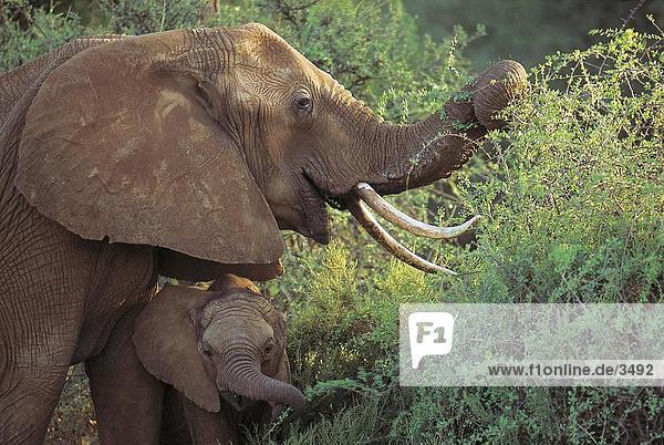 Afrikanischen Elefanten (Loxodonta Africana) mit seiner Kalb in Forest  Samburu National Reserve  Kenia