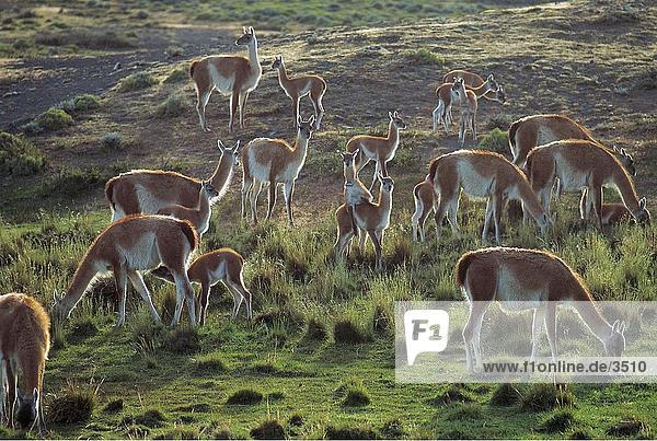 Herde von Guanakos (Lama Guanicoe) im Feld  Torres del Paine National Park  Patagoniens