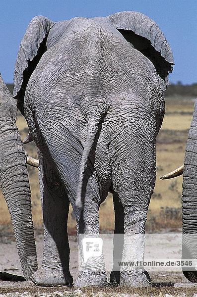 Afrikanische Elefanten (Loxodonta Africana) im Wald  Etosha National Park  Namibia