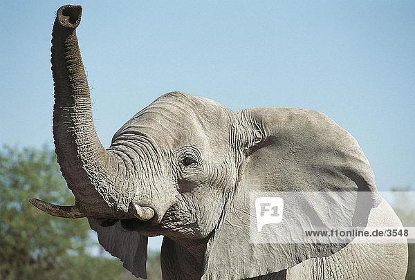 Afrikanischen Elefanten (Loxodonta Africana) im Wald  Etosha National Park  Namibia