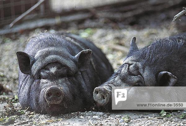 Zwei Topf-aufgebläht Schweinen schlafen  Deutschland