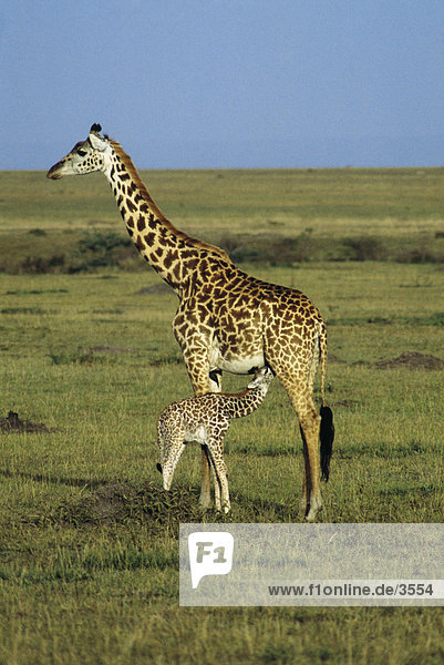 Giraffe (Giraffa Camelopardalis) Pflege seiner Kalb in Feld  Masai Mara National Reserve  Kenia