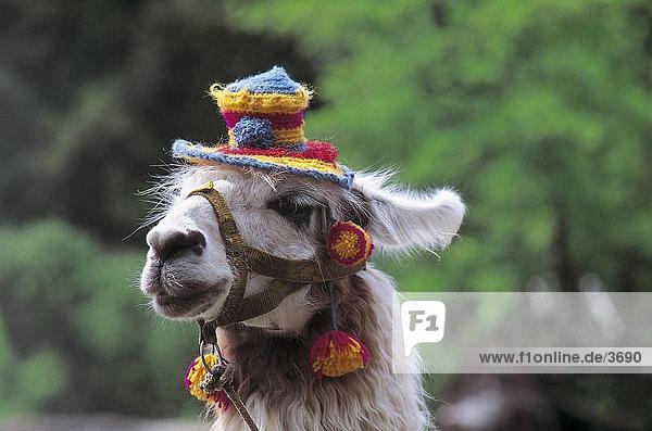 Lama (Lama Glama) tragen lustige Hut  Chile