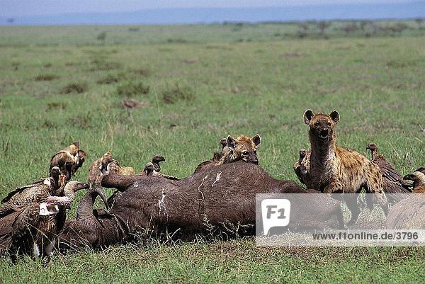 Gefleckte Hyänen (Crocuta Crocuta) und Geier Essen dead Buffalo im Wald  Masai Mara National Reserve  Kenia  Afrika