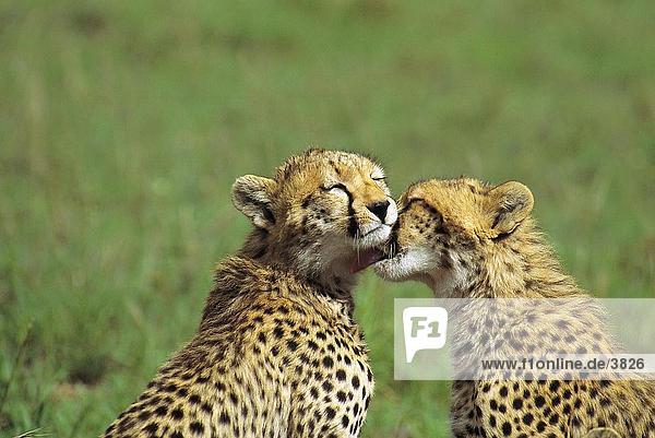 Zwei Cheetah Cubs (Acinonyx Jubatus) lecken einander  Masai Mara National Reserve  National Reserve  Kenia