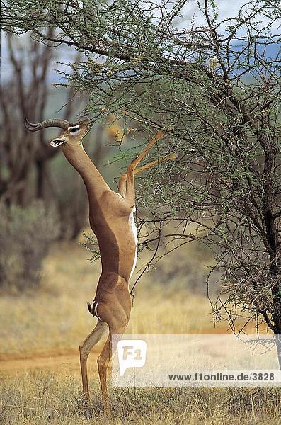 Giraffengazelle Litocranius walleri Baum Antilope Kenia