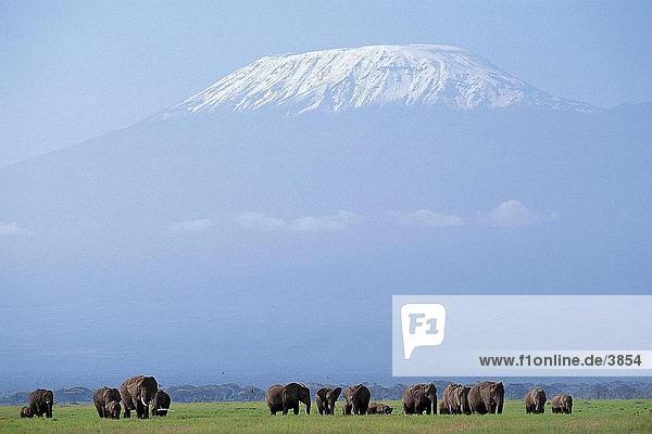 Afrikanische Elefanten (Loxodonta Africana) im Wald  Kilimandscharo  Amboseli National Park  Kenia