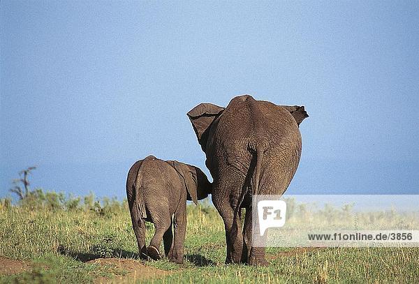 Afrikanischen Elefanten (Loxodonta Africana) gehen mit ihrer Kalb in Feld  Masai Mara National Reserve  National Reserve  Kenia