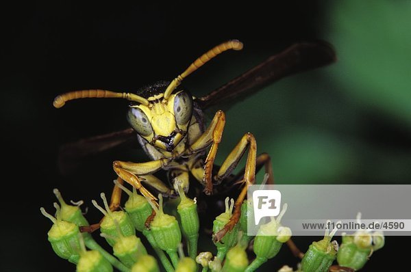 Nahaufnahme der Wasp (Vespa Vulgaris) auf Blume,  Deutschland