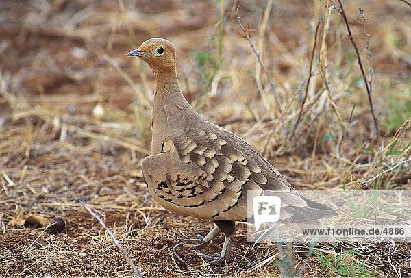 Nahaufnahme Braunbauch Flughühner (Pterocles Exustus) Vogelart Feld  Samburu National Park  Kenia