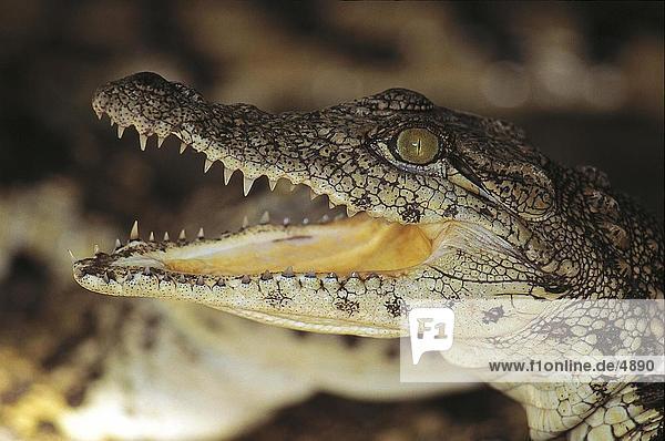 Nahaufnahme des jungen Nilkrokodil (Crocodylus Niloticus) mit offenem Mund