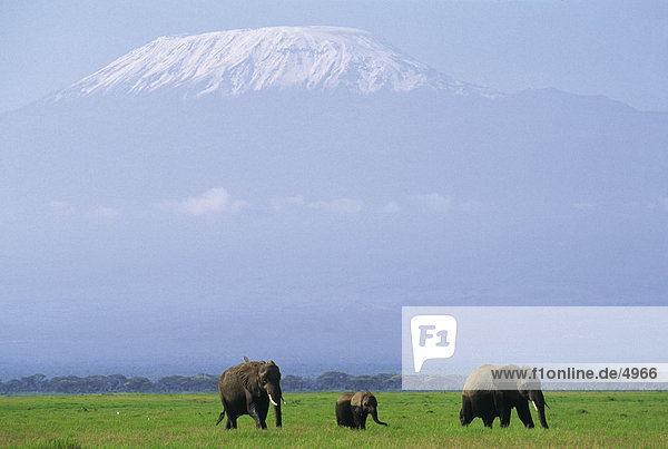 Zwei afrikanischen Elefanten (Loxodonta Africana) gehen mit ihrer Kalb in Feld  Kilimandscharo  Amboseli National Park  Kenia