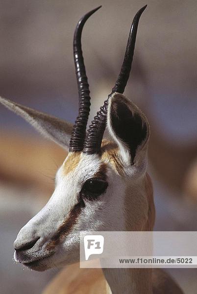 Nahaufnahme von Springbok (Antidorcas Marsupialis)  Etosha Nationalpark  Namibia