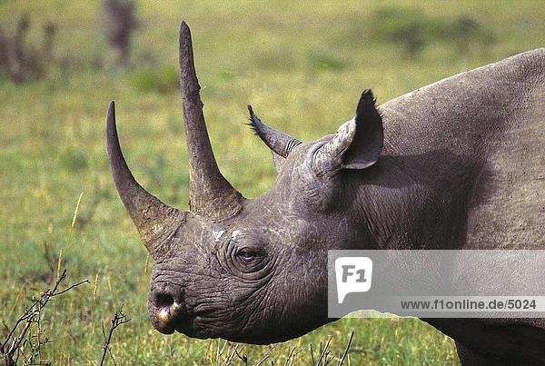 Black Rhinoceros (Diceros Bicornis) im Feld  Masai Mara National Park  Kenia