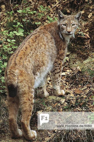 Erhöhte Ansicht der Luchs (Lynx Lynx) stehend  im Wald  Nationalpark Bayerischer Wald  Deutschland