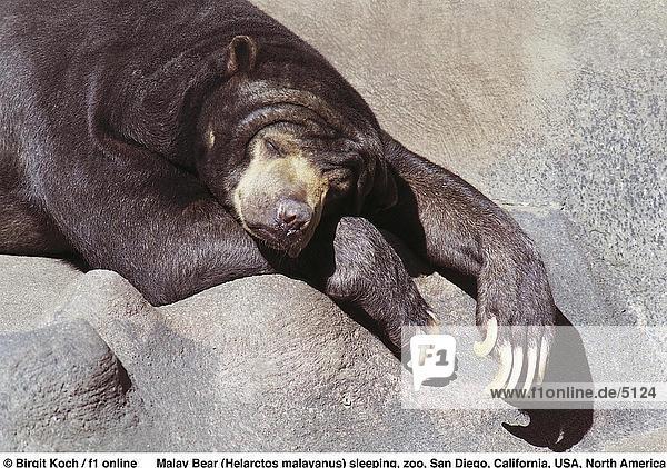 Nahaufnahme des Sun Bear (Helarctos Malayanus) schlafen im Zoo  San Diego  Kalifornien  USA