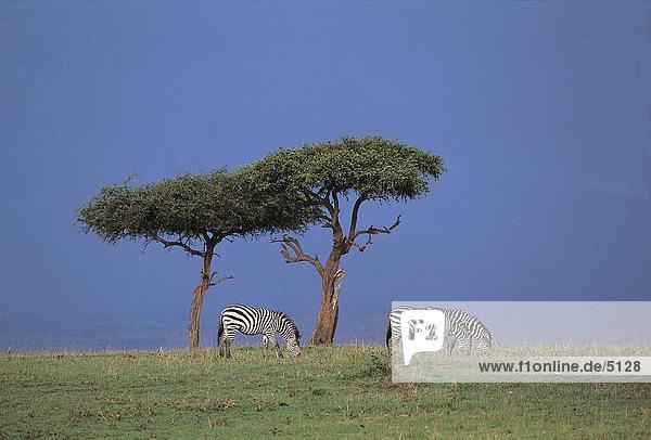 Drei gewähren Zebras (Equus Quagga Boehmi) Weiden Gras im Wald  Masai Mara  Kenya