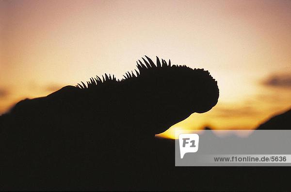 Silhouette of Galapagos Marine Iguana (Amblyrhnus cristatus) Galapagos Islands Ecuador
