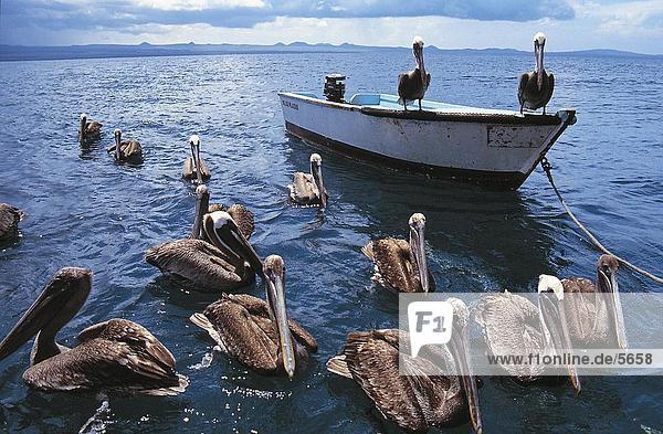 Flock of Brown Pelican (Pelecanus occidentalis) floating in water Galapagos Islands Ecuador