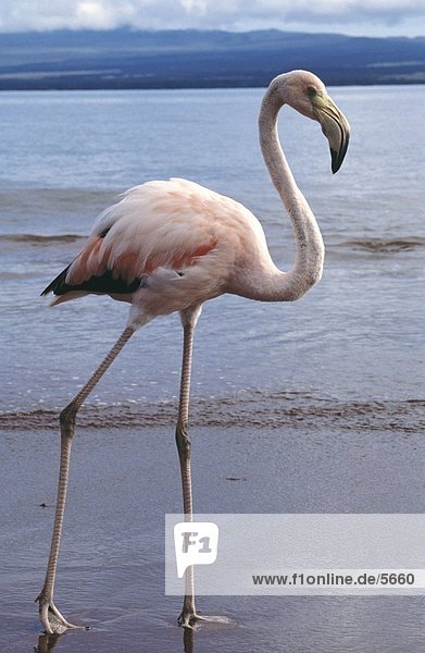American Flamingo (Phoenicopterus ruber) walking on beach  Galapagos Islands  Ecuador